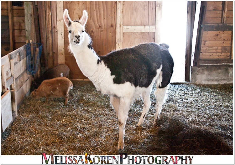 mountain view grand barn