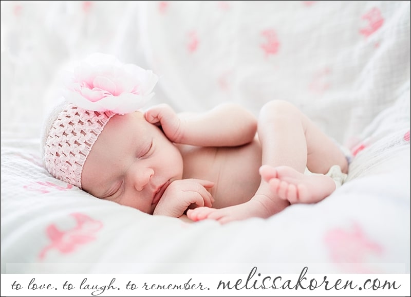 MA newborn photography004