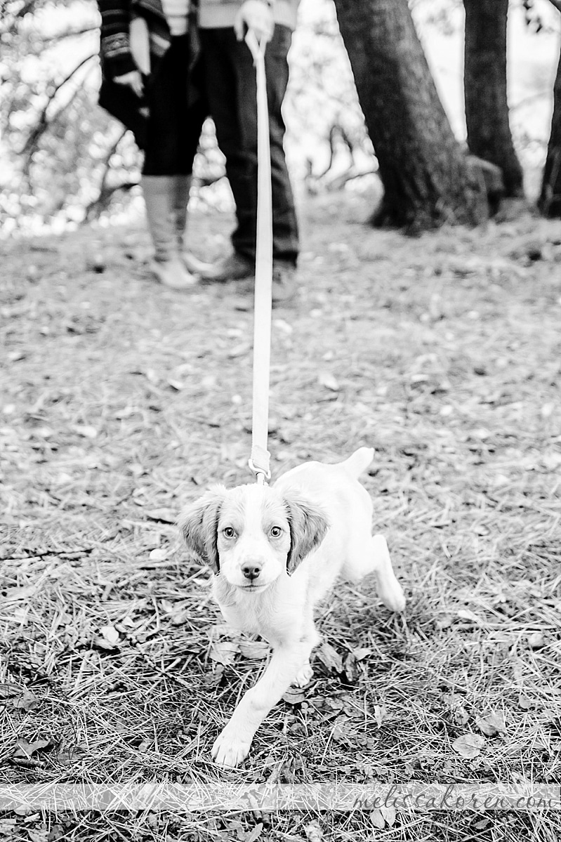 Newborn Puppy Shoot York ME 03