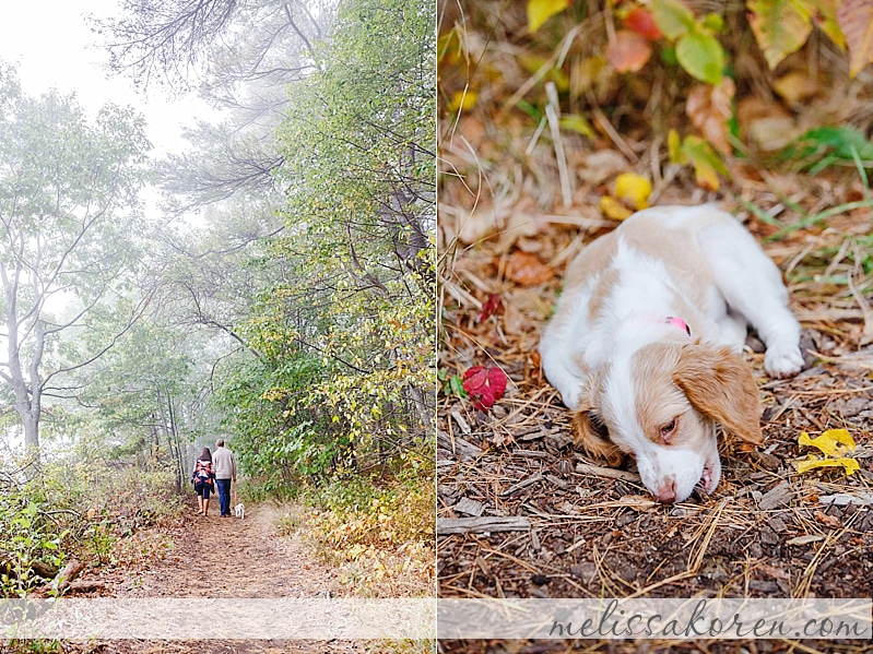 Newborn Puppy Shoot York ME 06