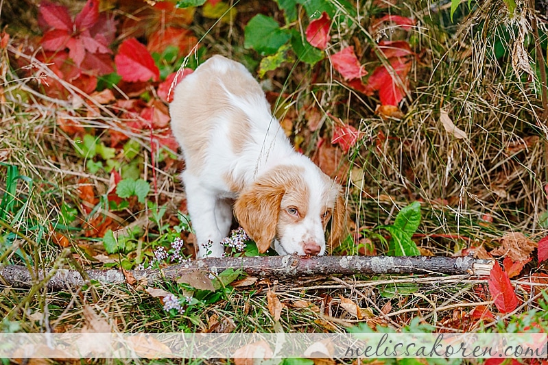 Newborn Puppy Shoot York ME 13