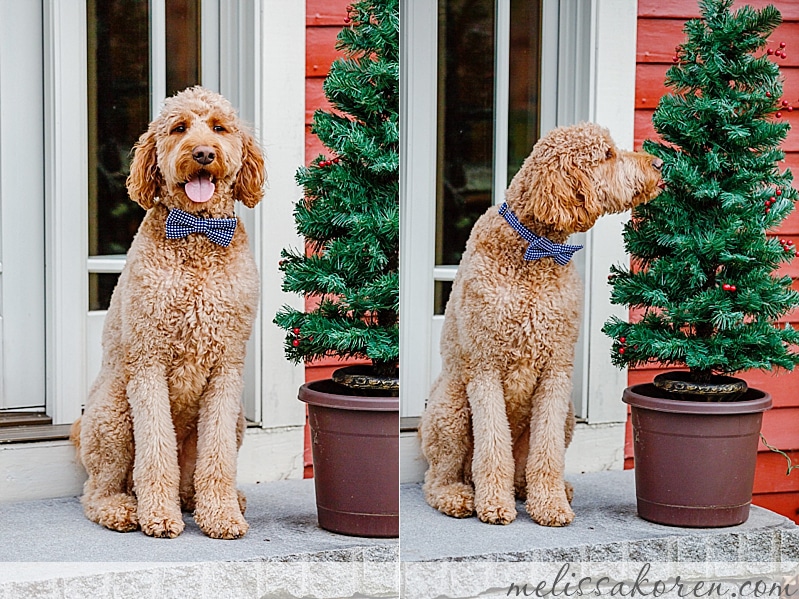 seacoast-nh-winter-family-photos-008