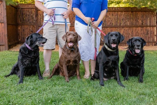 Newburyport Pet Photo Shoot