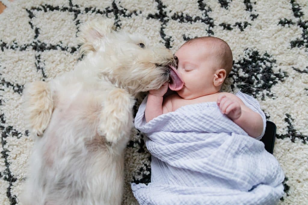 portsmouth nh newborn baby photographer